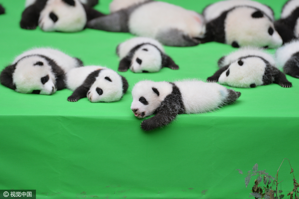 2016年09月29日，四川省成都市，熊猫基地，23只在2016年新出生熊猫宝宝集体亮相，引来游客的围观，据悉，2016年到目前为止，全球共出生27只大熊猫出生，除了有4只在国外出生外，剩余23只均参加了这次集体“活动”。活动现场，工作人员小心翼翼的将熊猫宝宝们，按照从大到小的顺序，排成了三排，让媒体和游客拍照，大多数熊猫宝宝都安静的趴着睡觉，而有两只“熊孩子”，趁着工作人员不注意“悄悄出逃”，顽皮的爬着爬着摔下了床，工作人员赶紧将他们抱了回去。