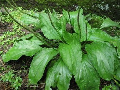 华佗遗书中记录,晚上敷一敷祛斑,它就是车前草,斑点克星