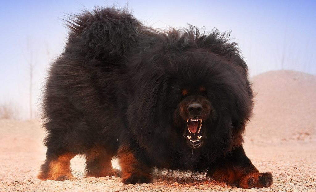 主人作死将藏獒逮到狮虎面前,狮虎一个表情,吓得藏獒嗷嗷直叫!