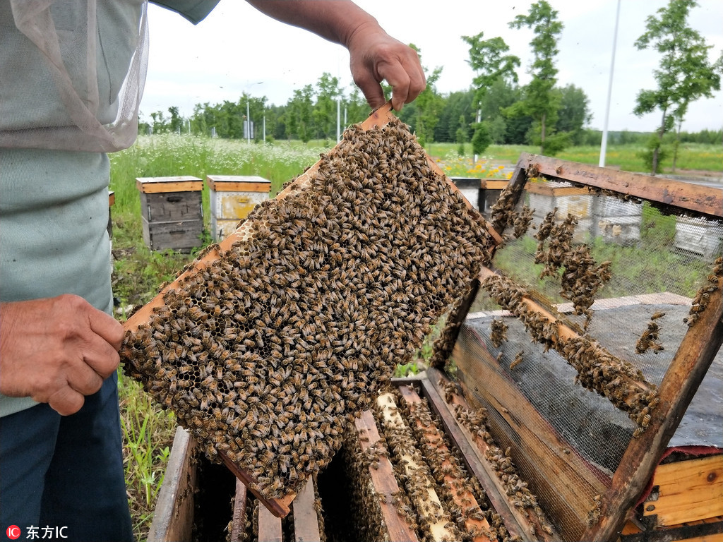 6旬哥俩独居山区养蜂 日采蜂蜜百斤养家