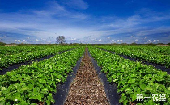 财政部牵头筹建中国农垦产业发展基金 助力乡