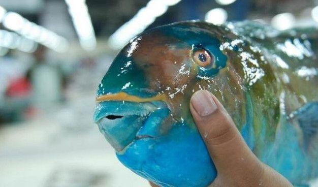 菜市场内鲨鱼随便摆放,迪拜土豪菜市场的