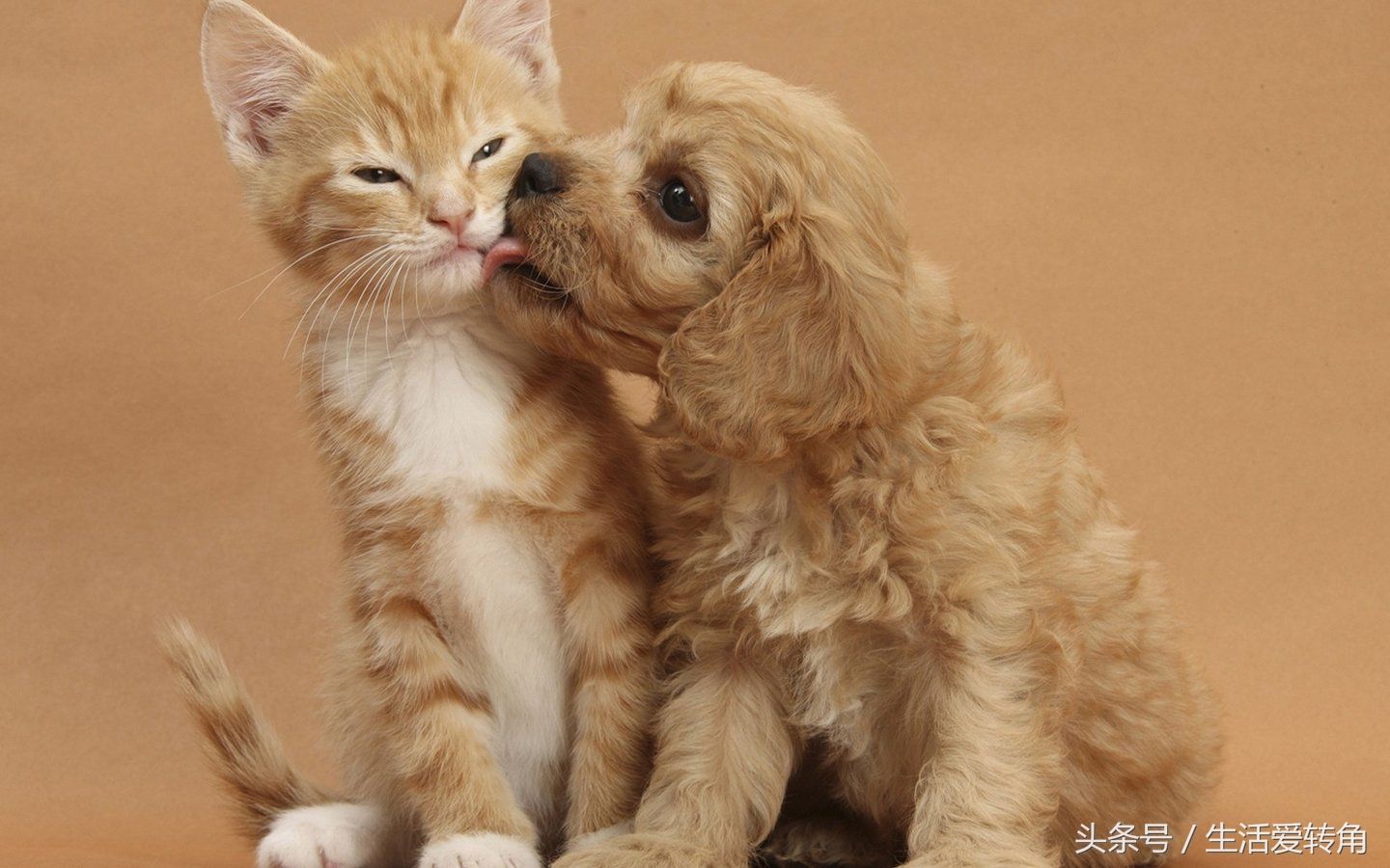 宠物爆笑瞬间再次来袭,克制一下,别一会笑的肚子疼,来看看吧