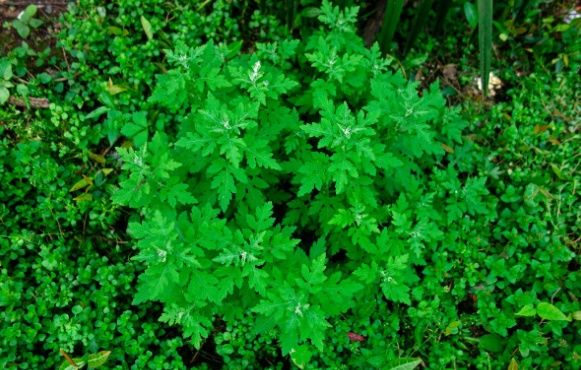 厉害了!艾叶不仅能驱邪竟然还能治牛皮癣!后悔