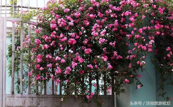 从市场角度看全域旅游的发展趋势全域旅游概念