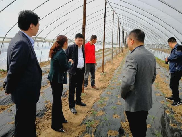 霍文军对兴国村产业发展提出以下要求:第一,打造蔬菜品牌,促进产业