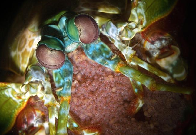 皮皮虾产卵图片