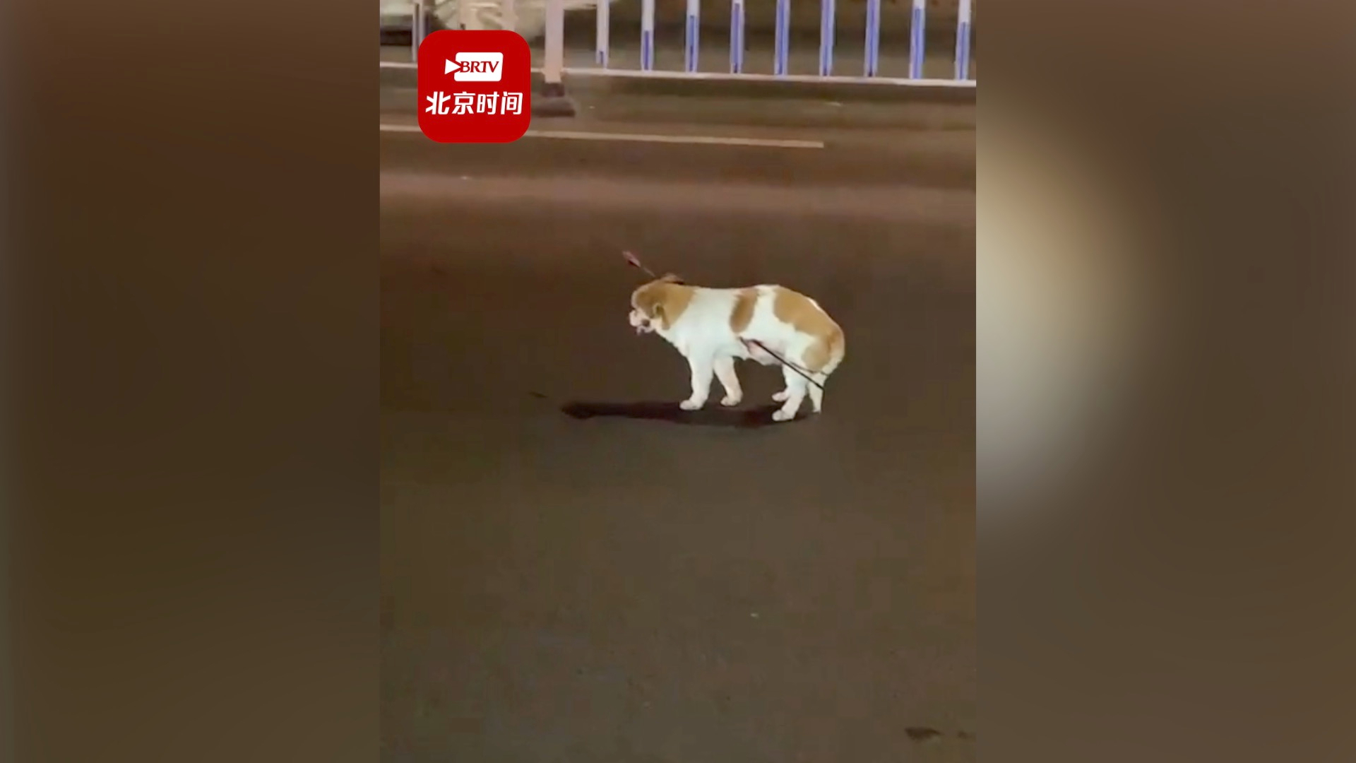 狗狗街头被箭射穿市民接力救助 医生：连夜做了手术，箭离心脏0.75CM