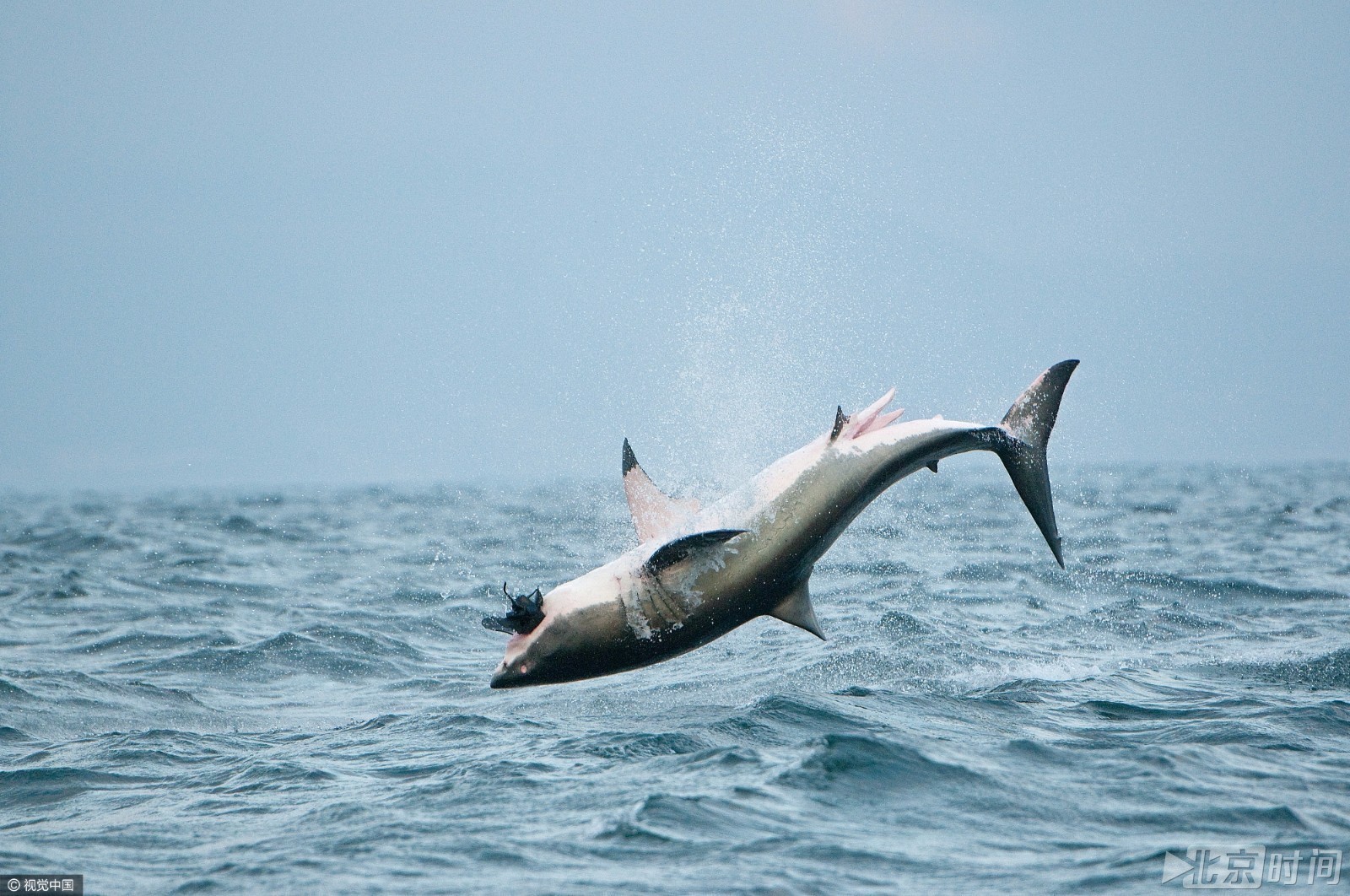 大白鲨跃出海面15米捕食海豹