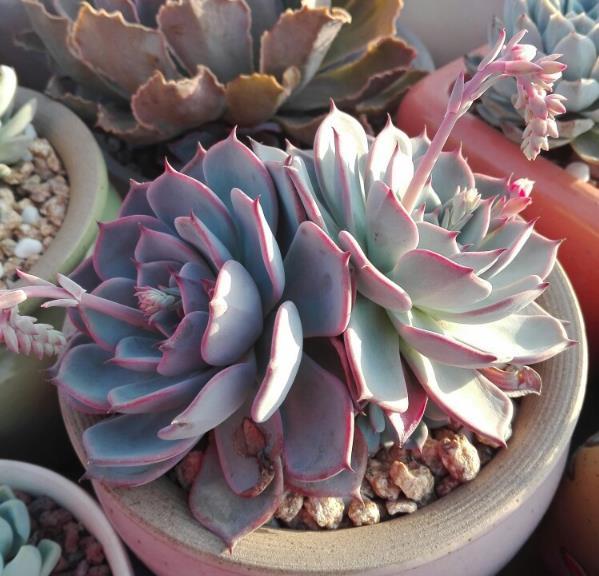 多肉植物怎么加土 t01f934ed57e08b3b9e.jpg?size=599x576