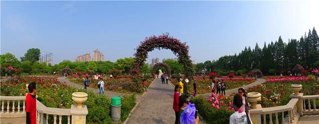 武汉市和平公园月季节在鲜花盛开中开幕