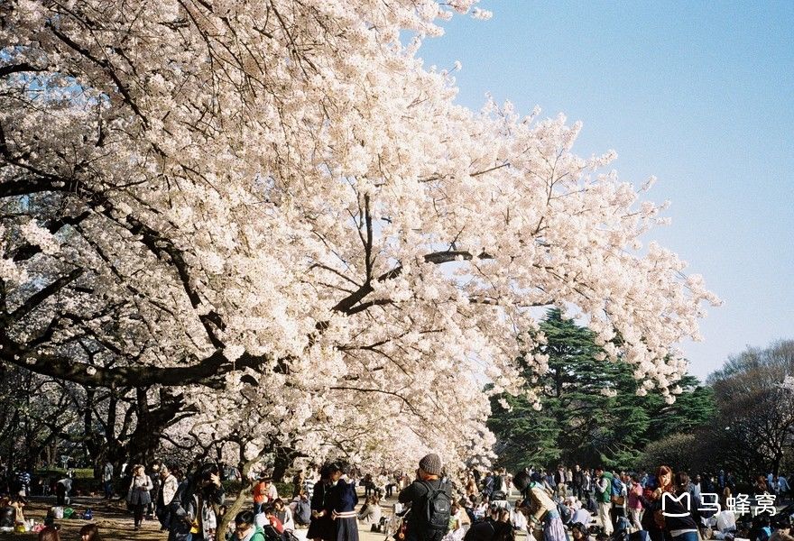 2018日本东京樱花什么时候开,2018东京樱花开