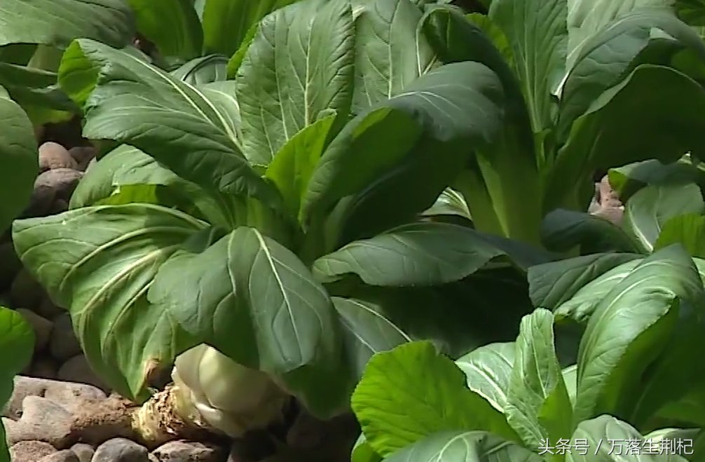 下半年,农民要做好准备了,农村农业将会有这3大涨!