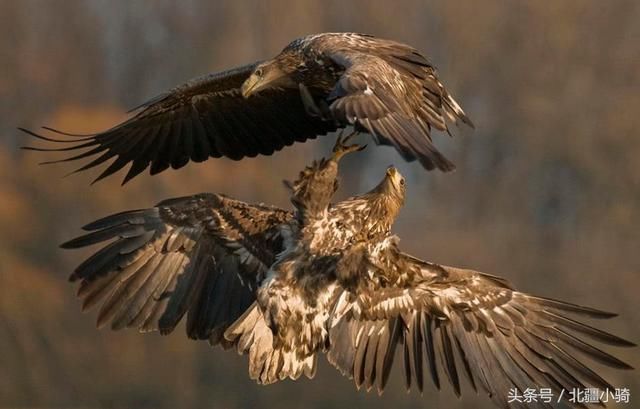 猛禽大集合,讨论鹰、鵟、雕、隼、鹫、鸮到底