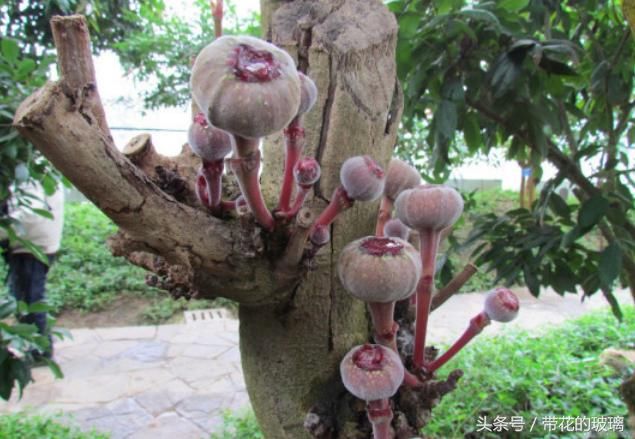 爷爷养在家里几年的果树,今年却结满这种果子