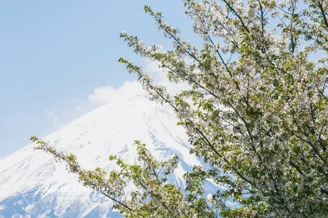 日本富士山|樱花季美哭了,旅行全攻略收藏起来