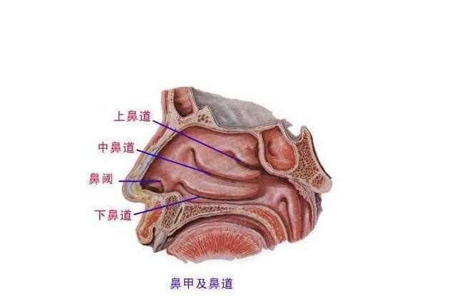 变应性鼻炎发病的根本原因。