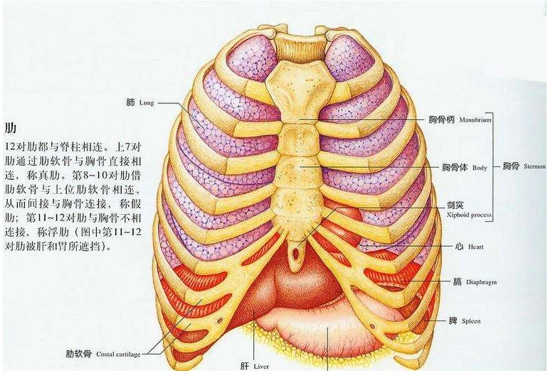 养生-后背左侧肋骨下隐痛是为什么?