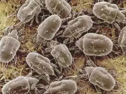 夏天毒虫肆虐如何防叮咬?隐翅虫蜱虫螨虫个个