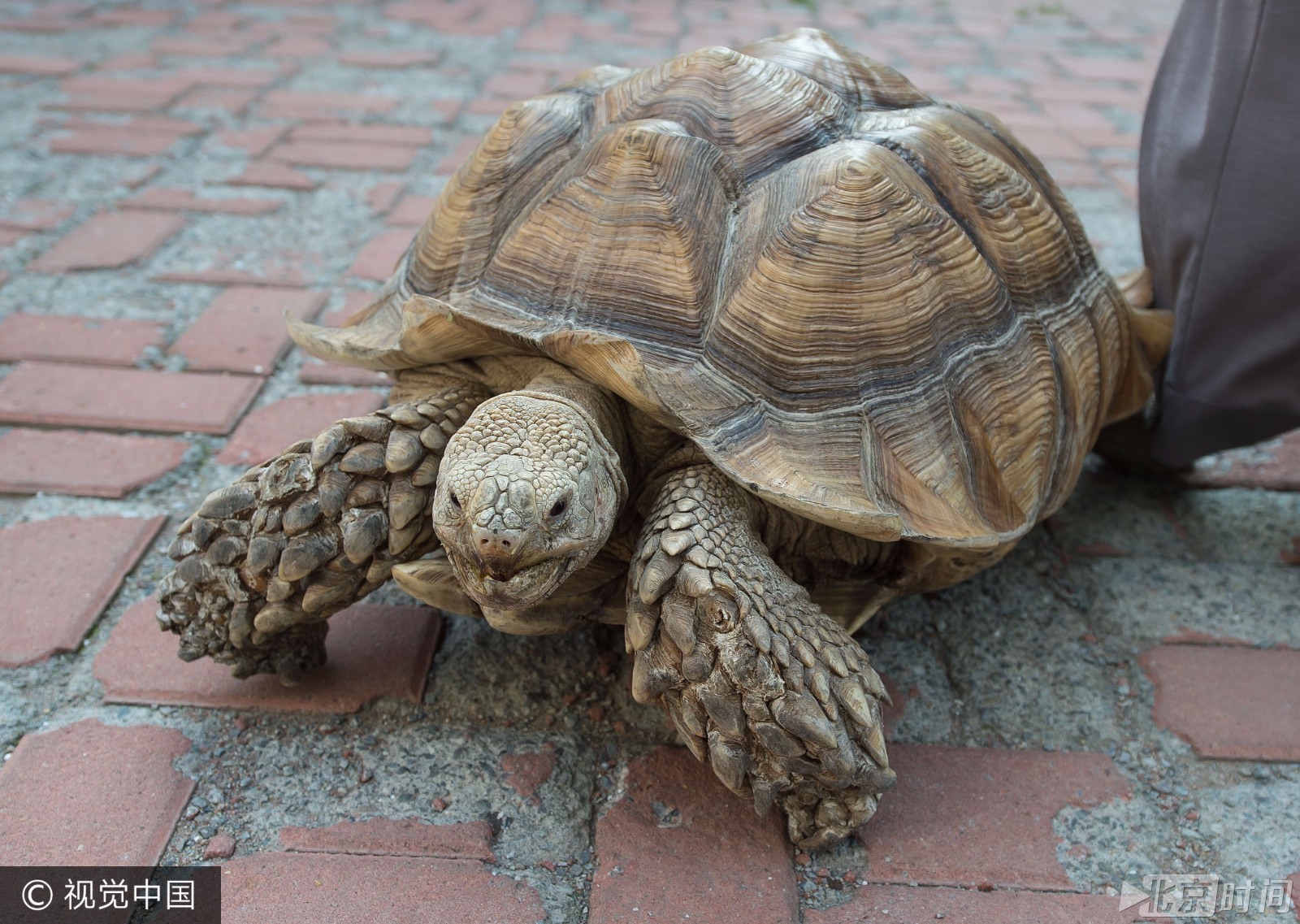 遛宠物新姿势！83岁奶奶遛大乌龟 回头率百分百