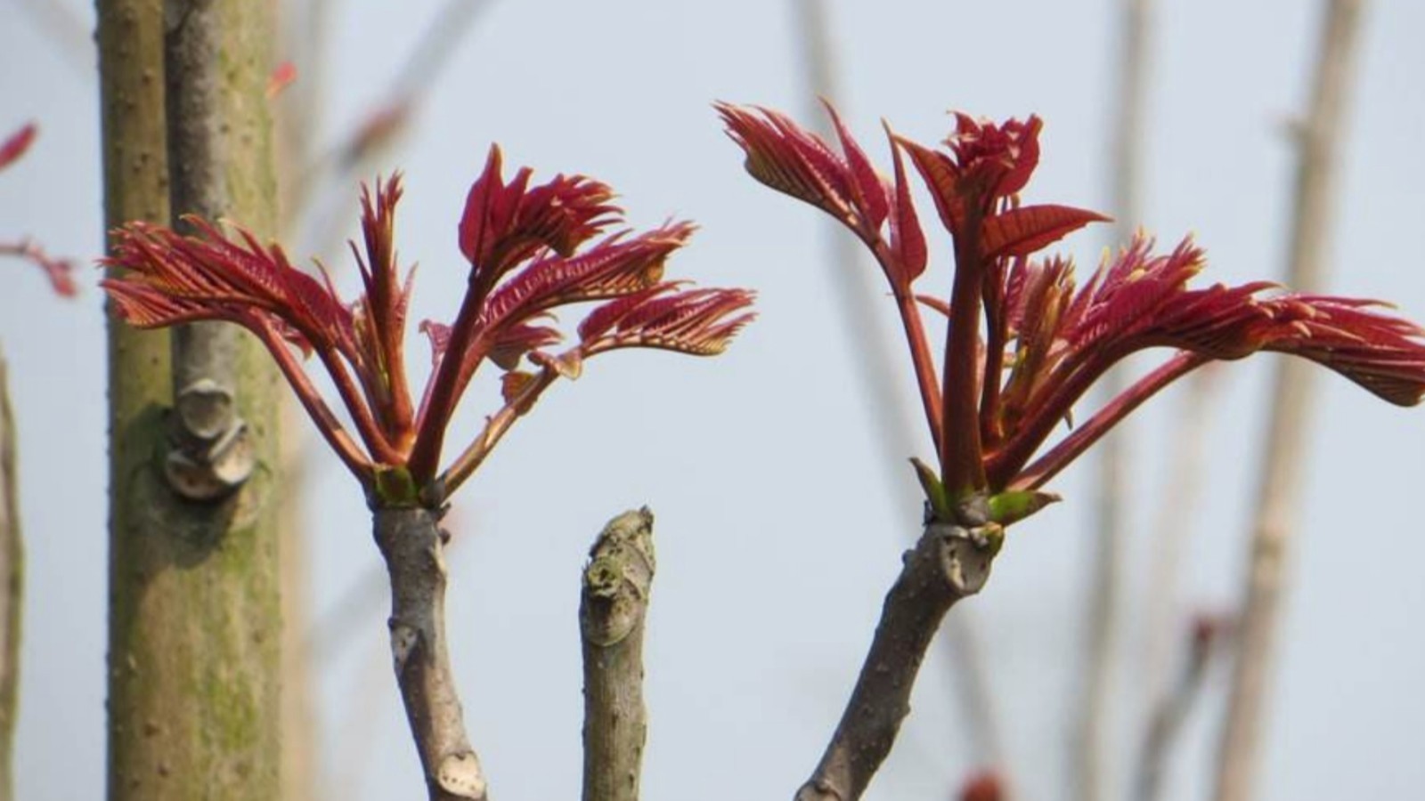 谷雨应季美食 —— 吃香椿、要赶早!附送您巧辨臭椿技巧! 谷雨应季美食 —— 吃香椿、要赶早!附送您巧辨臭椿技巧!