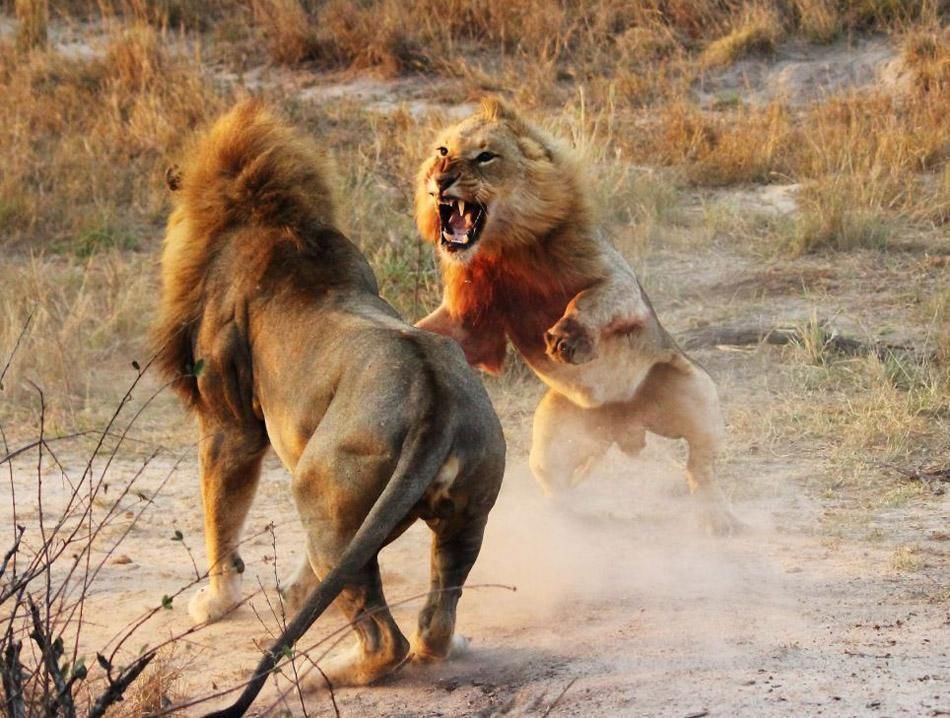 最爱打斗的6种猫科动物:猎豹打斗花拳绣腿,老虎不战死不罢休