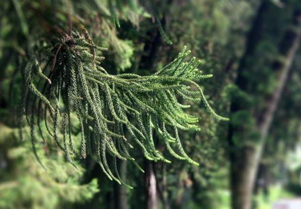 直击开国元帅叶剑英墓地诸葛一生唯谨慎,吕端