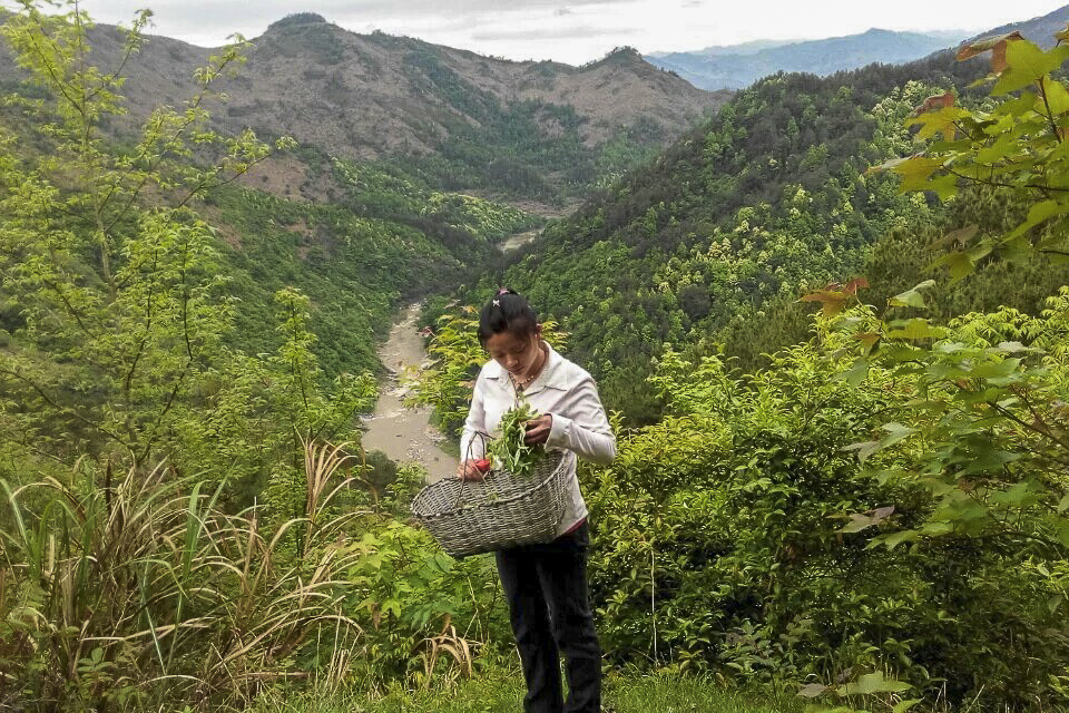 逃离雾霾 农家女大山里挤奶捉鱼采蘑菇