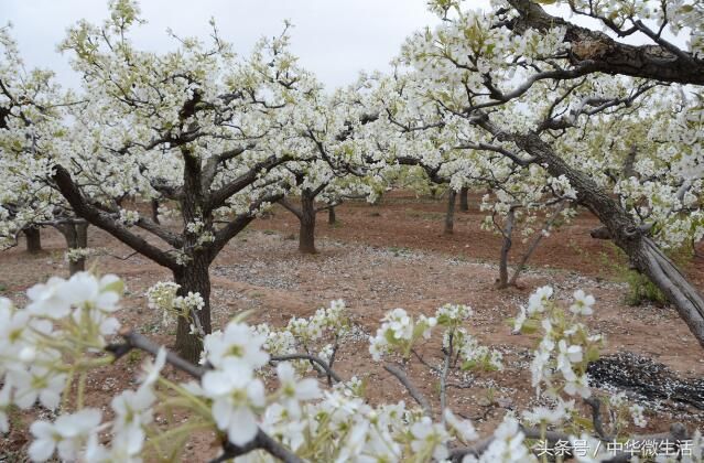 2018河北邯郸魏县梨花节即将开幕