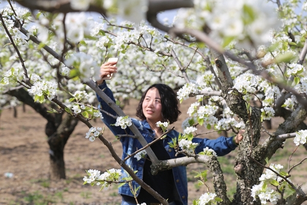 安徽蚌埠市五河县举办第五届祥源沟东梨花节
