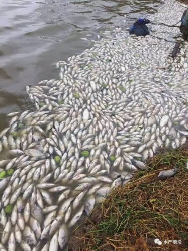 天鸽后珠海鱼塘浮起大片死鱼