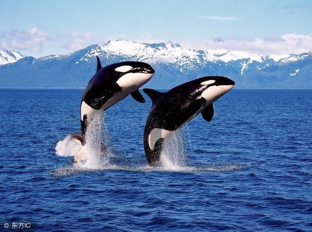 动物被误解的事,原来乌龟寿命是这么长