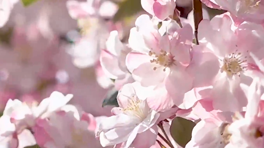 桃花、梨花、海棠花、油菜花...... 这里春意渐浓  花开正艳！