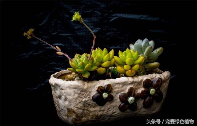 多肉植物浇水只是干透浇透?难怪多肉根系一