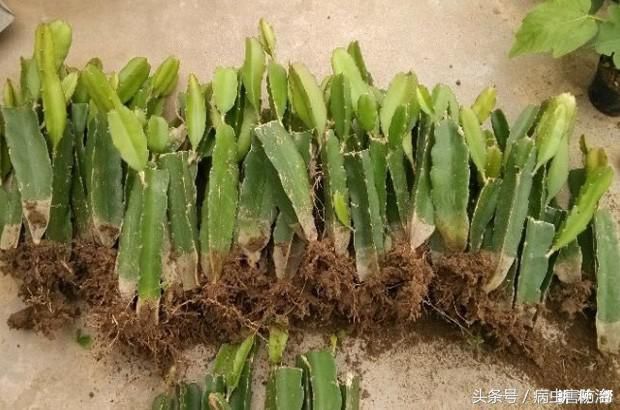 火龙果移栽方法!火龙果种植后需浇一次定根水