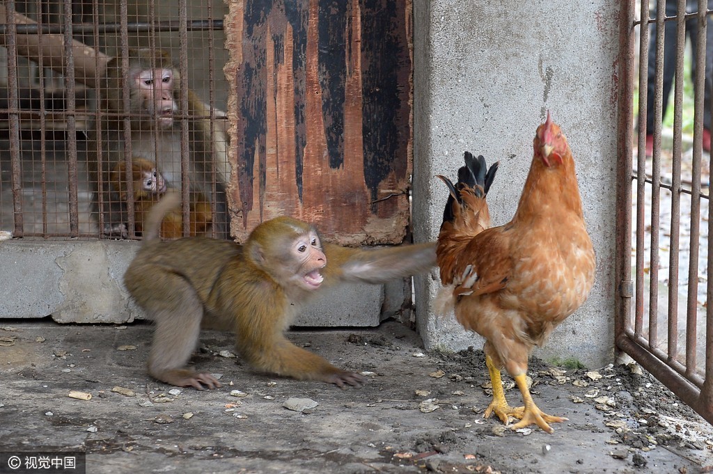 猴年将过去 现实中猴子遇上鸡画面太喜感