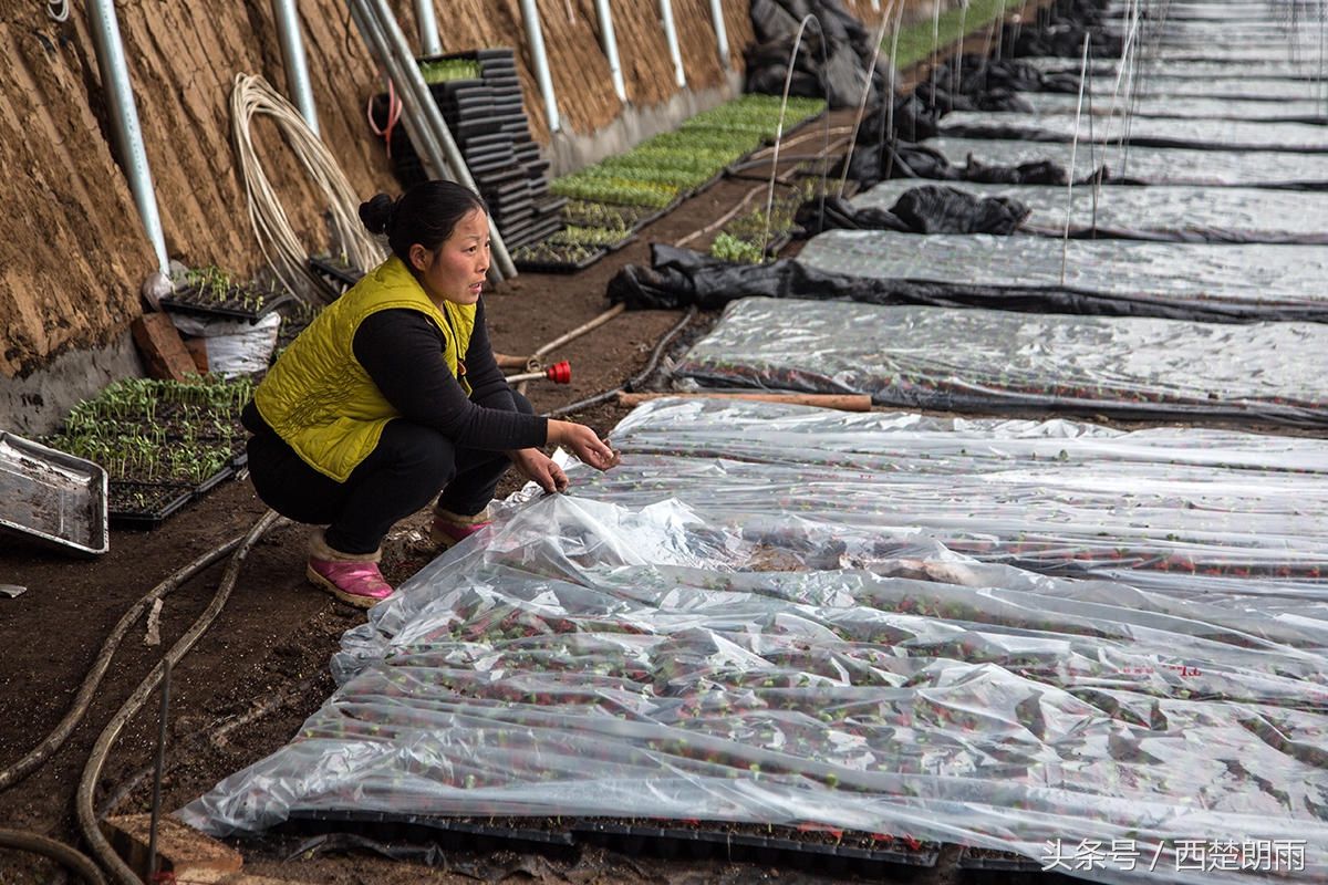 土豪!农村大叔将西瓜种在南瓜上,俩月收入70万