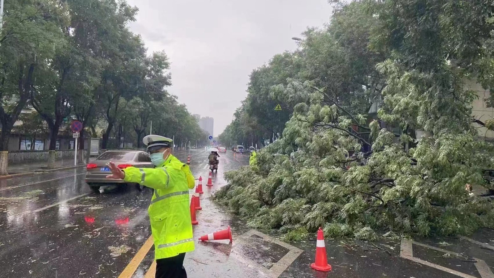 树倒了，民警及时赶到！