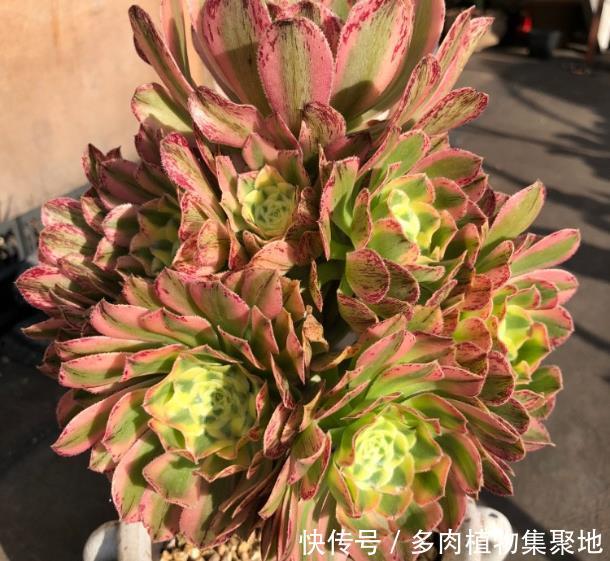 用园土养多肉植物容易板结?把这种介质放进去