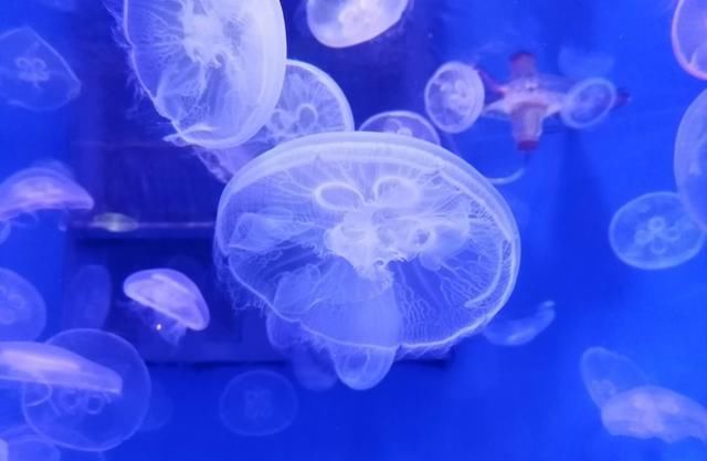 比三亚凉爽,比青岛时尚,这个城市充满异国风情