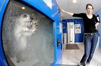 汪星人洗澡机：想给汪星人洗个澡又嫌麻烦？狗狗洗澡机让你一个按就能给狗狗洗澡，翻滚吧，汪星人。话说这个可以拿来当洗衣机使吗？