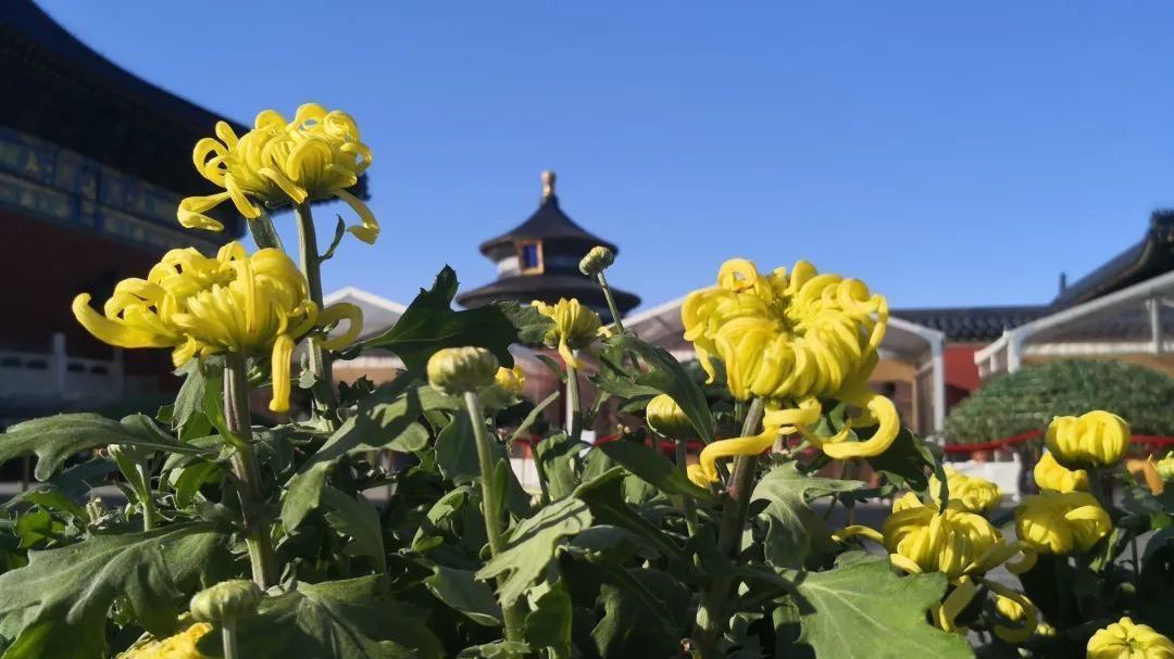 北京市属公园秋色正当时!走,带着家人采风去,错过等一年 北京市属公园秋色正当时!走,带着家人采风去,错过等一年