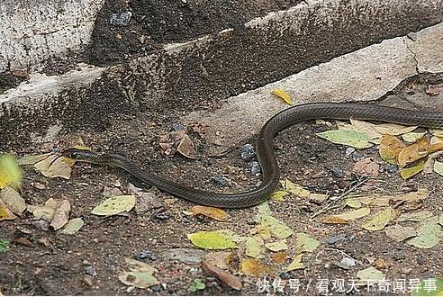 一个千年没有蛇的小山村,突然出现很多蛇,让村