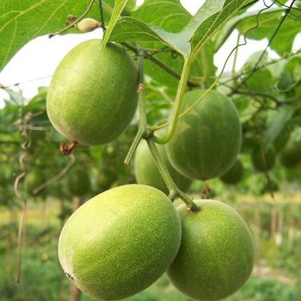 三高,咳嗽,咽痛,便秘,来颗"神仙果"吧,就是这么神奇!