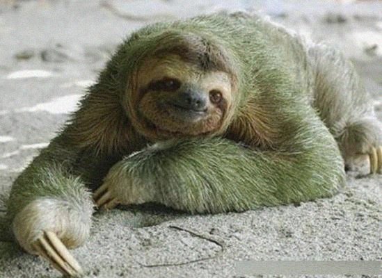 五种濒临灭绝的稀有动物,最后一种家喻户晓是