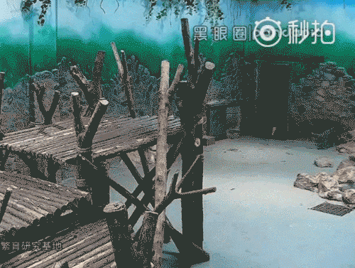 网传滚滚受到粗鲁对待 网友：没耐心别来当奶爸