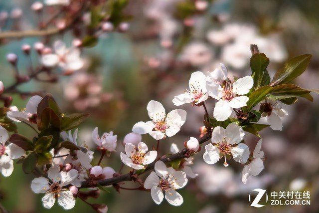 高效便携代表作 佳能G7 X II对比索尼黑卡