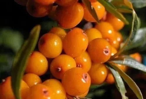 "血管清道夫","心脏守护神",60天每天一杯,让你的血管重回18岁,远离心