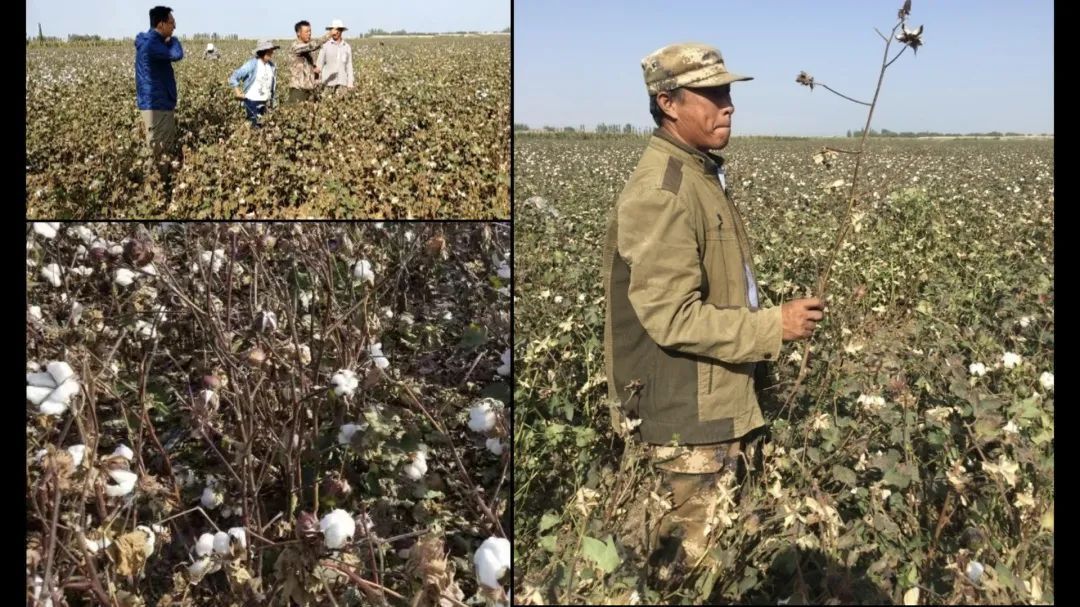 郭惠珊：跨界RNA干扰术，攻克新疆棉花黄萎病