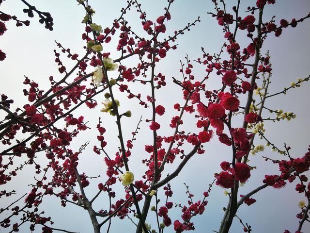 奇苏州一株树上罕见红绿双色梅花同绽放